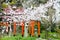Cherry blossoms and Torii Gate in Hirano Jinja Shrine, Kyoto
