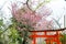 Cherry blossoms and Torii Gate in Hirano Jinja Shrine, Kyoto