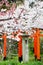 Cherry blossoms and Torii Gate in Hirano Jinja Shrine, Kyoto