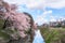Cherry blossoms tree near Kajo Park with train