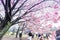 Cherry blossoms tree in the park