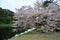 Cherry blossoms tree in Tokyo