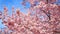 Cherry blossoms treetop with blue sky