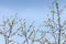 Cherry blossoms twigs over blue sky, spring background.