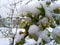 Cherry blossoms under April snow blanket.