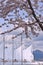 Cherry Blossoms at Vancouver Port terminal.Canada