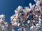 Cherry blossoms of Washington, DC \'08 11