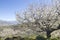 Cherry blossoms white flowers blooming in spring in Valle del Jerte, Extremadura, Spain