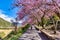 Cherry Blossoms in Wuling Farm, Taichung, Taiwan