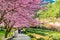 Cherry Blossoms in Wuling Farm, Taichung, Taiwan