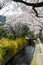 Cherry Blossoms and Yellow Blossoms on Philosopher`s Walk, or Tetsugaku-no-Michi, Kyoto