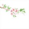 Cherry branch blossom on white background. Pink flowers. Spring