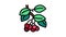 cherry branch color icon animation