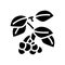 cherry branch glyph icon vector illustration