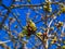 Cherry buds against the blue sky