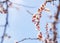 Cherry buds with stamens In beginning of spring in gentle blue light colors