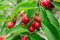 Cherry Cherry tree in the sunny garden. Cherry tree branch cherries hanging on the tree