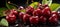 Cherry close up. Organic ripe cherries on black background. Generative AI
