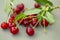 Cherry cluster with leaves close-up