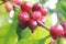 Cherry coffee is wetâ€‹ onâ€‹ theâ€‹ treeâ€‹ withâ€‹ greenâ€‹ natureâ€‹ background.