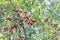 Cherry common or garden lat. Cerasus vulgaris