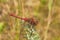 Cherry-Faced Meadowhawk Dragonfly