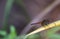 Cherry-faced Meadowhawk dragonfly rests on a branch