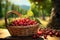Cherry filled basket on table, framed by scenic orchard landscape