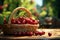 Cherry filled wicker basket on a table in a picturesque orchard