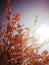 Cherry flower tree branch sunlight sunshine shrub sky