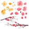 Cherry flowers, apricot flowers watercolor illustration. Vietnamese plants for Lunar New Year decoration. Ornamental floral elemen