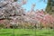 Cherry flowers blooming in Alishan mountain, Taiwan