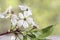 Cherry flowers and branches green background foliage