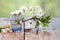 Cherry flowers and branches green background foliage rain