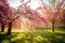 Cherry flowers garden illuminated with sunrise beams