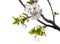 Cherry Flowers in Spring Over White Background