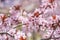 Cherry flowers and tree brunches filled with pink blossoms