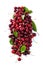Cherry. Fresh organic berries with leaves macro. Fruit background