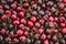 Cherry fruit background - many cherries closeup