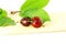 Cherry fruit with leaves and waterdrops in pure white background