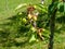 Cherry fruit still unripe in ripening