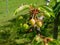 Cherry fruit still unripe in ripening