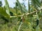 Cherry fruit still unripe in ripening