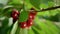 Cherry fruit tree branch shining in orchard closeup. Healthy countryside harvest