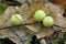 Cherry Gall on Oak leaf