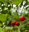 A cherry growing on a tree