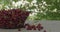 Cherry harvest in the orchard. Full basket of cherries on a wooden table. selective focus.