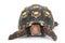 Cherry Head Red-footed Tortoise