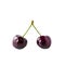 Cherry isolated. Cherry on white. Cherries. With clipping path. Juicy berry