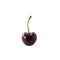 Cherry isolated. Cherry on white. Cherries. With clipping path. Juicy berry